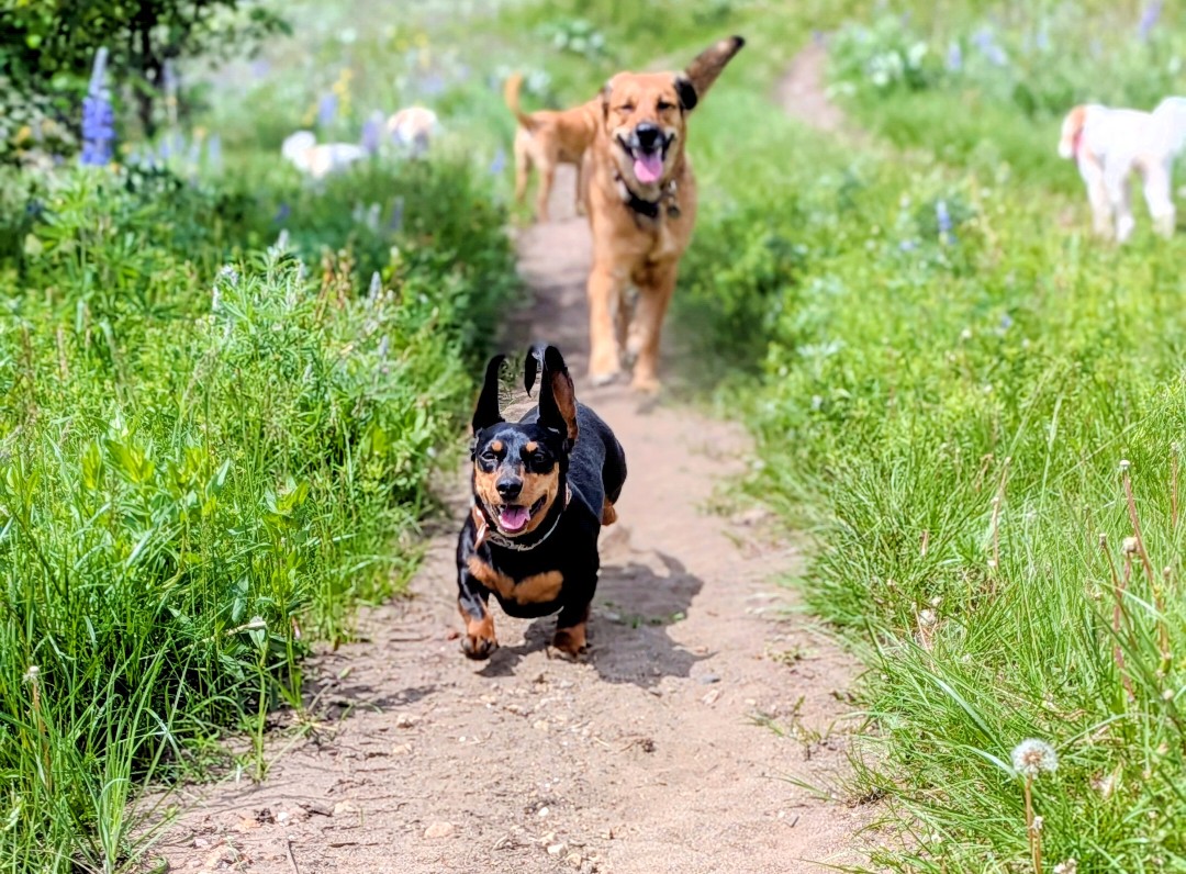 Clemmie the dachshund running down a dirt trail toward the camera with a larger tan dog following behind, surrounded by green grass and purple wildflowers