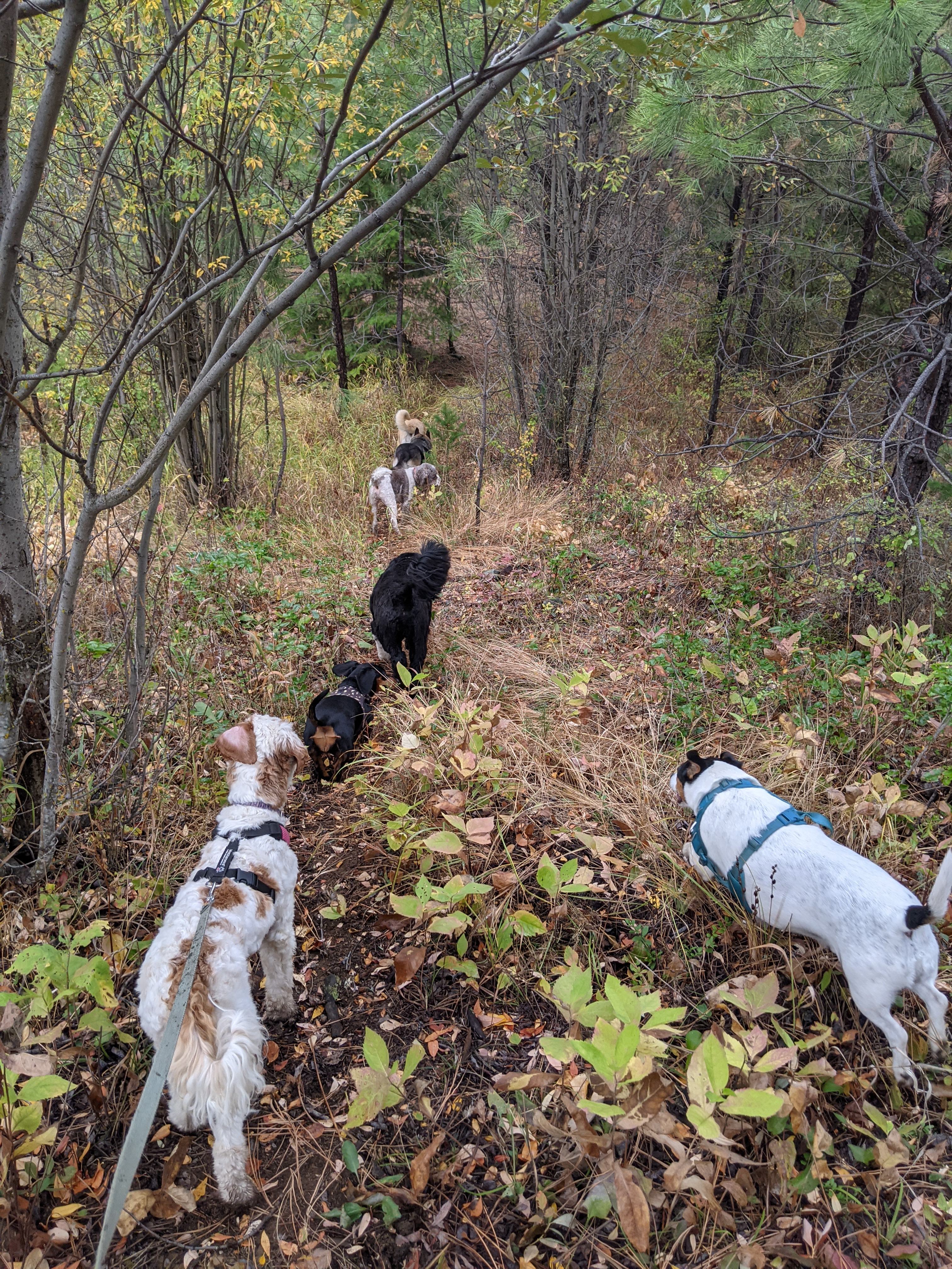 Five dogs of various breeds exploring a beautiful autumn forest trail - including a white and brown spaniel, black dogs, and a white dog with dark patches, all wearing harnesses as they investigate the leaf-covered forest floor surrounded by trees with fall foliage